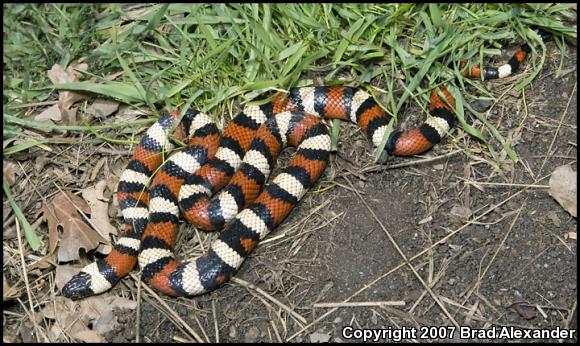 Sierra Mountain Kingsnake (Lampropeltis zonata multicincta)