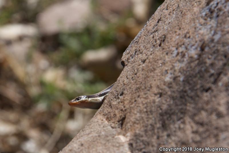 Great Basin Skink (Plestiodon skiltonianus utahensis)