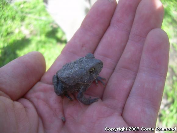 Eastern American Toad (Anaxyrus americanus americanus)