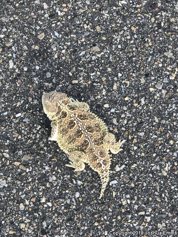 Hernandez's Short-horned Lizard (Phrynosoma hernandesi hernandesi)