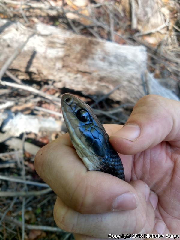 Brown-chinned Racer (Coluber constrictor helvigularis)