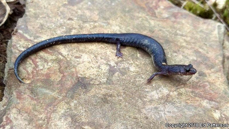 Valley And Ridge Salamander (Plethodon hoffmani)