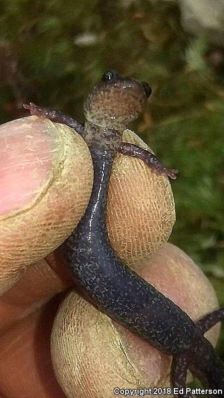 Valley And Ridge Salamander (Plethodon hoffmani)