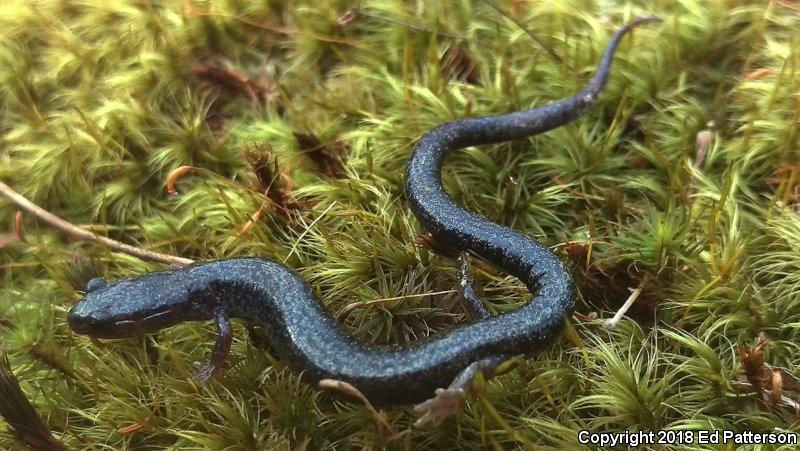 Valley And Ridge Salamander (Plethodon hoffmani)