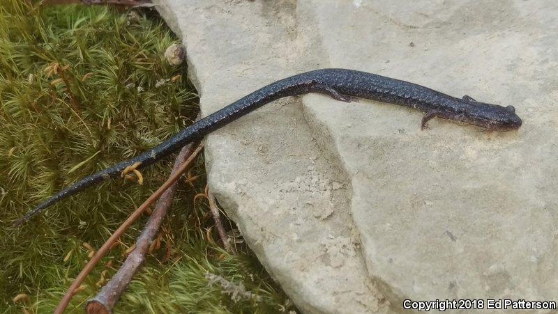 Valley And Ridge Salamander (Plethodon hoffmani)