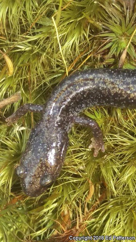 Valley And Ridge Salamander (Plethodon hoffmani)