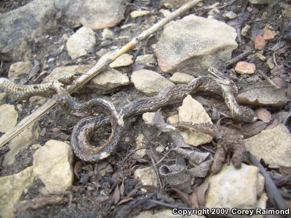 Prairie Ring-necked Snake (Diadophis punctatus arnyi)