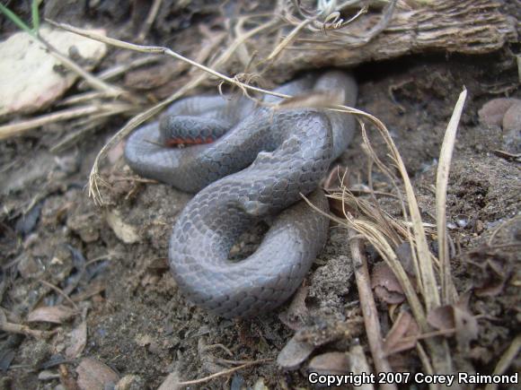 Prairie Ring-necked Snake (Diadophis punctatus arnyi)