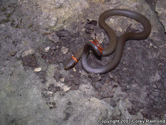 Prairie Ring-necked Snake (Diadophis punctatus arnyi)