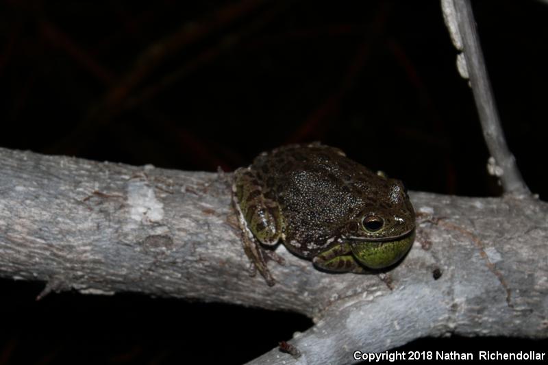 Barking Treefrog (Hyla gratiosa)