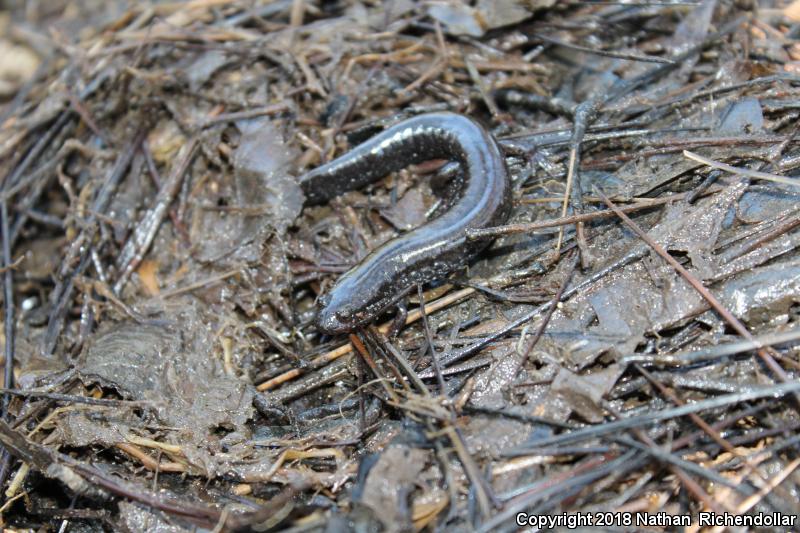 Southern Dusky Salamander (Desmognathus auriculatus)