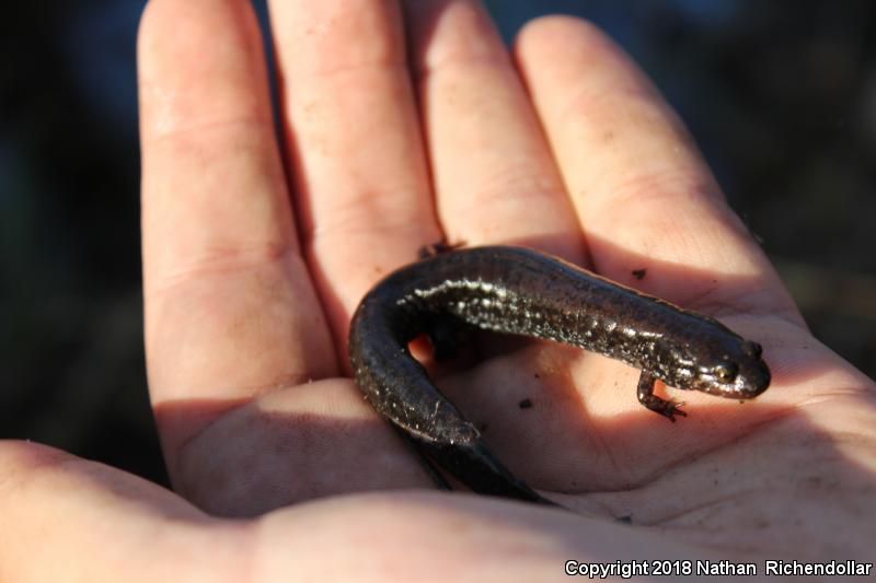 Southern Dusky Salamander (Desmognathus auriculatus)