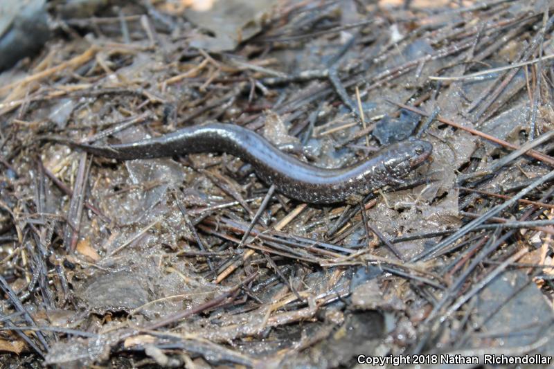 Southern Dusky Salamander (Desmognathus auriculatus)