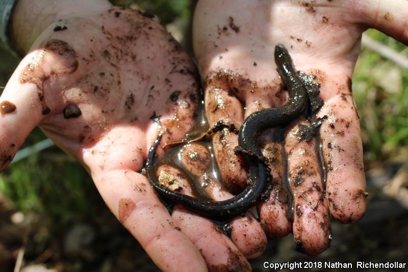 Two-toed Amphiuma (Amphiuma means)