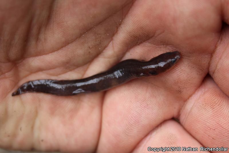 Dwarf Waterdog (Necturus punctatus)