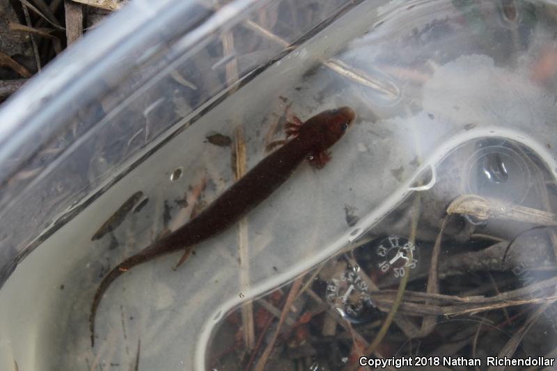 Dwarf Waterdog (Necturus punctatus)