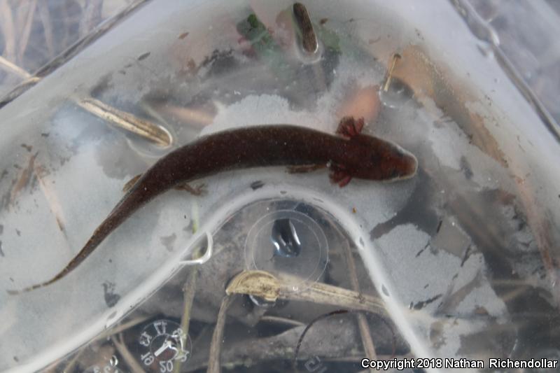 Dwarf Waterdog (Necturus punctatus)