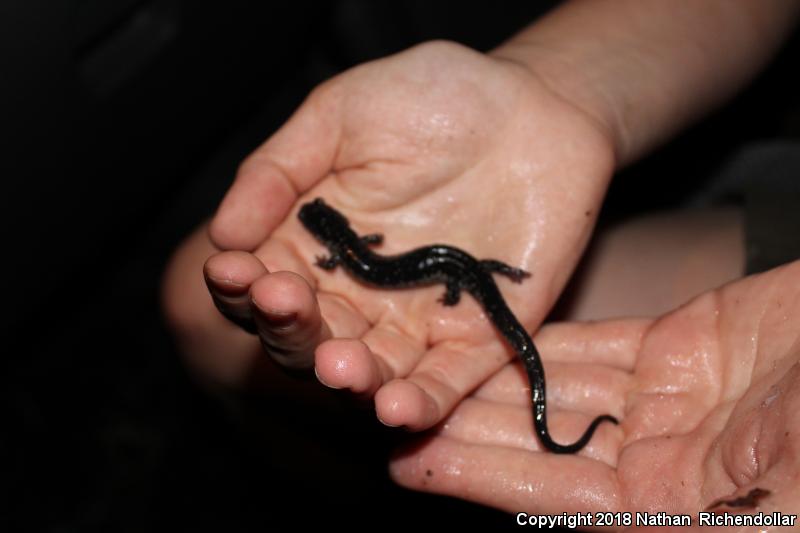 Atlantic Coast Slimy Salamander (Plethodon chlorobryonis)