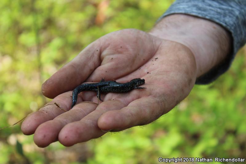 Atlantic Coast Slimy Salamander (Plethodon chlorobryonis)