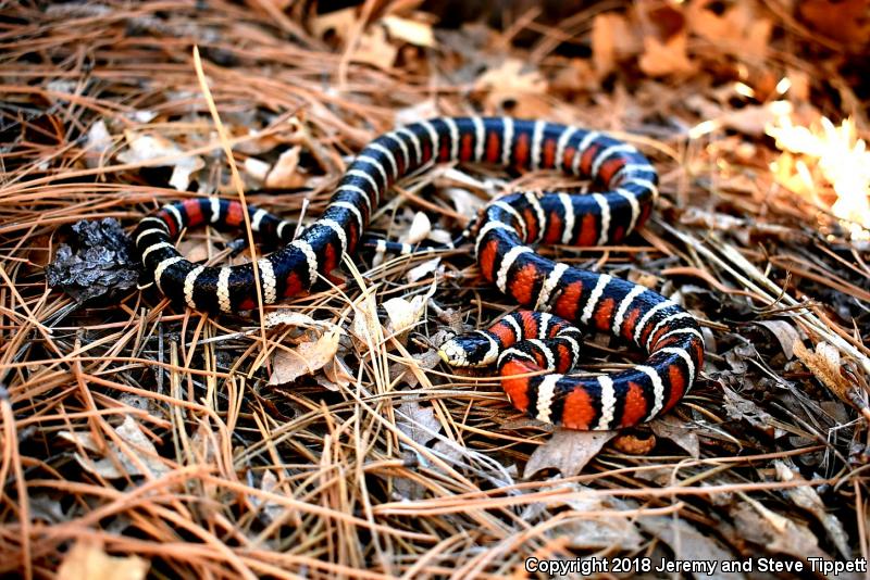 Arizona Mountain Kingsnake (Lampropeltis pyromelana pyromelana)