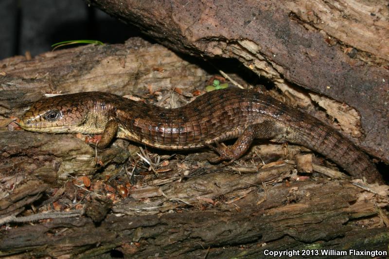 Shasta Alligator Lizard (Elgaria coerulea shastensis)