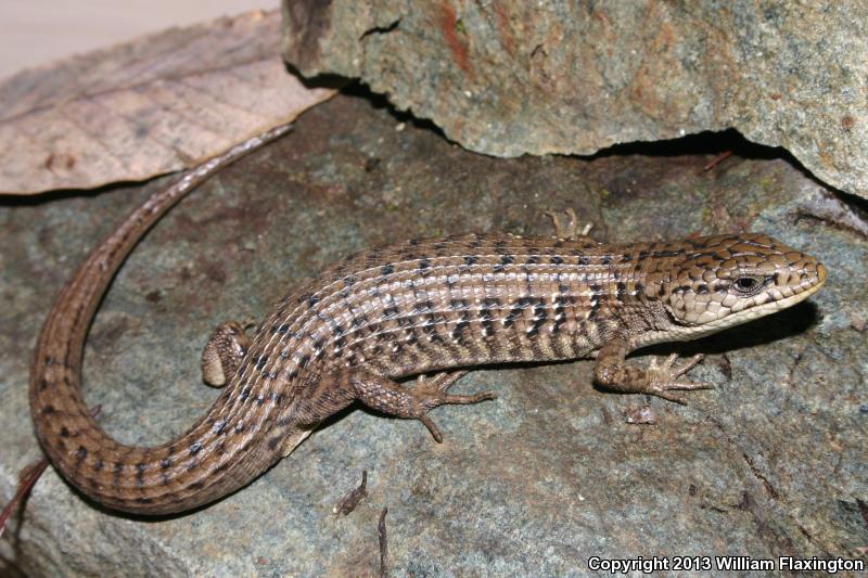 Shasta Alligator Lizard (Elgaria coerulea shastensis)