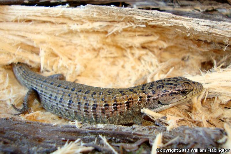 Shasta Alligator Lizard (Elgaria coerulea shastensis)