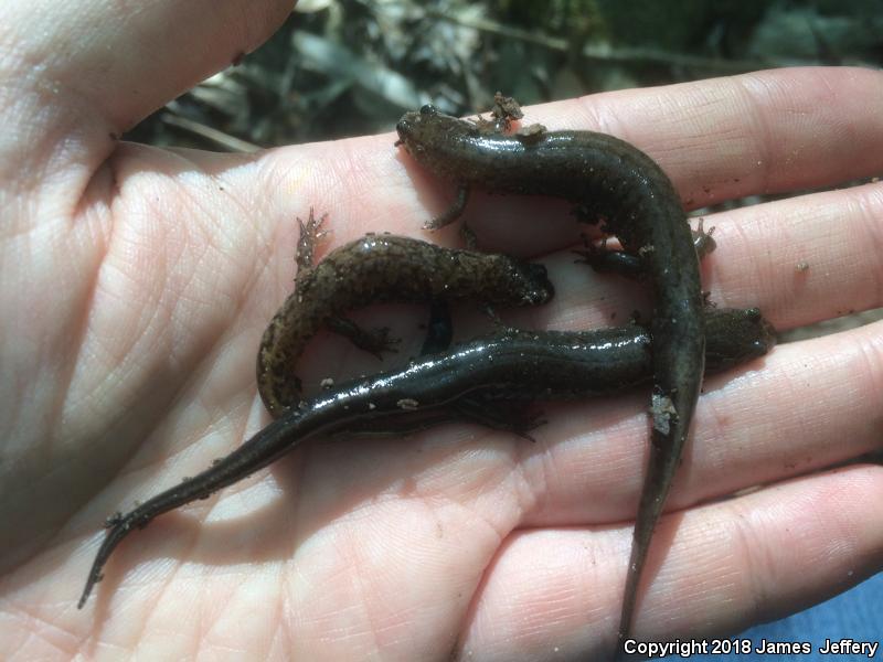 Spotted Dusky Salamander (Desmognathus conanti)