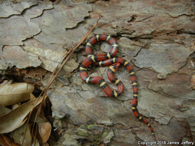 Scarlet Kingsnake (Lampropeltis triangulum elapsoides)