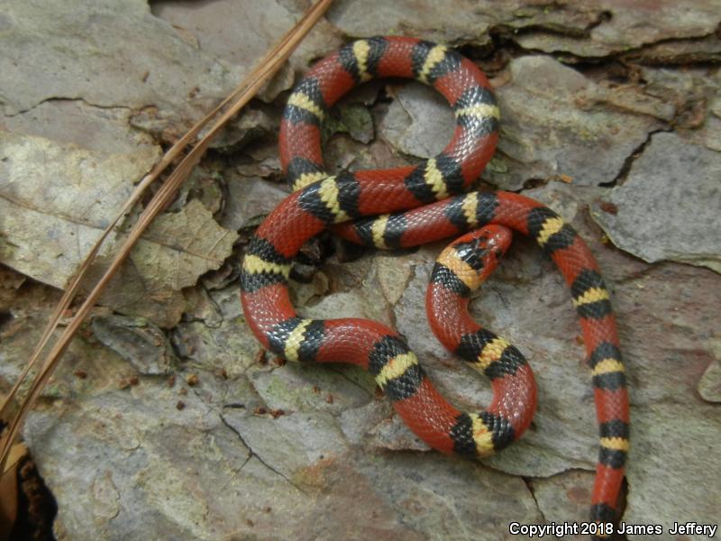 Scarlet Kingsnake (Lampropeltis triangulum elapsoides)