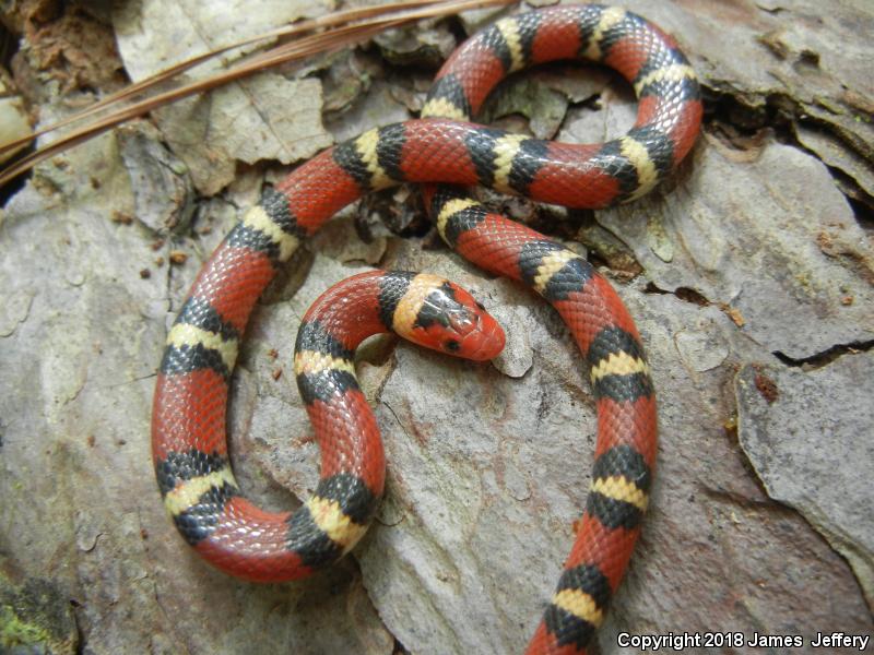 Scarlet Kingsnake (Lampropeltis triangulum elapsoides)