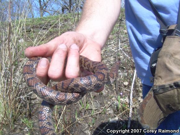 Eastern Milksnake (Lampropeltis triangulum triangulum)