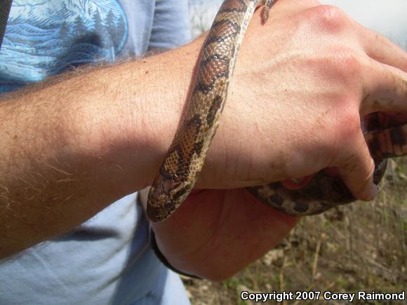 Eastern Milksnake (Lampropeltis triangulum triangulum)