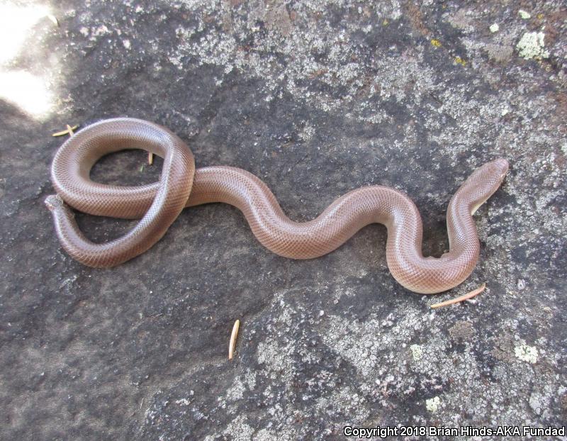 Southern Rubber Boa (Charina umbratica)