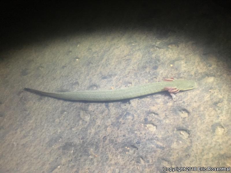 Lesser Siren (Siren intermedia)