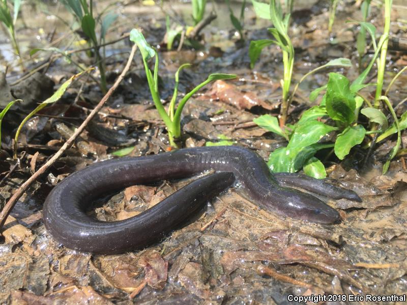 Three-toed Amphiuma (Amphiuma tridactylum)