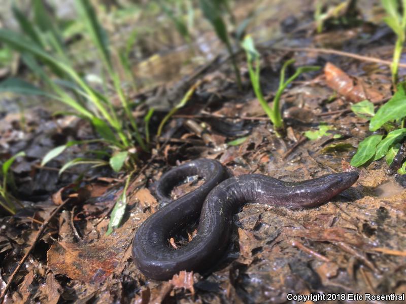 Three-toed Amphiuma (Amphiuma tridactylum)