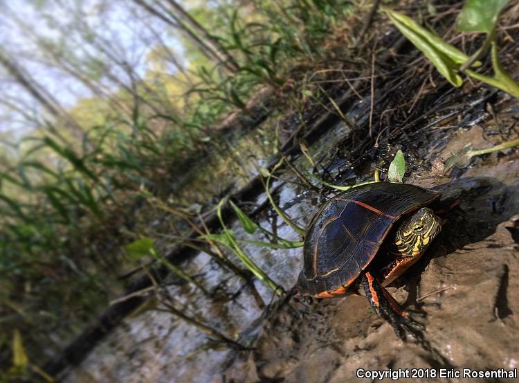 Southern Painted Turtle (Chrysemys dorsalis)