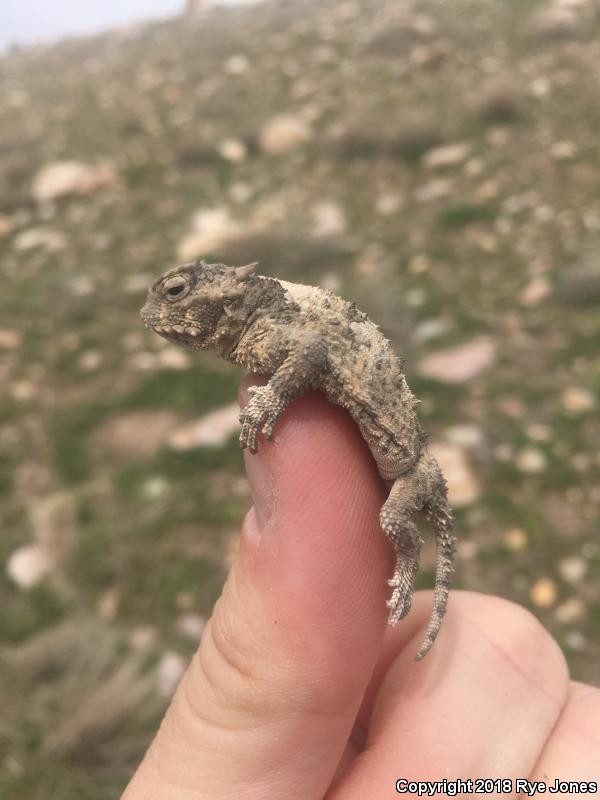 Northern Desert Horned Lizard (Phrynosoma platyrhinos platyrhinos)