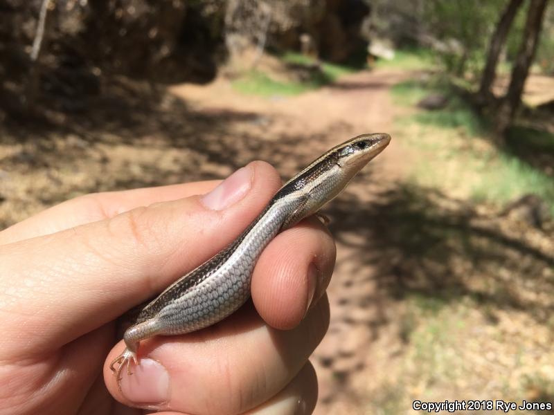 Great Basin Skink (Plestiodon skiltonianus utahensis)