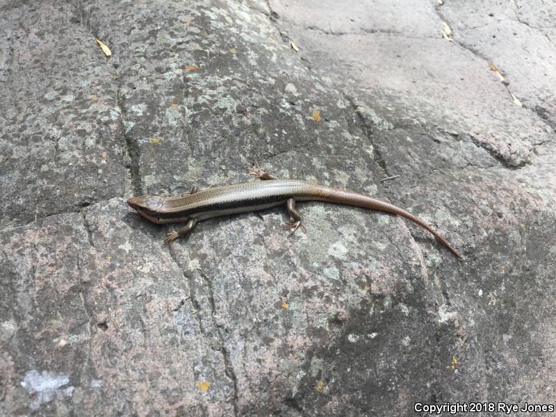 Great Basin Skink (Plestiodon skiltonianus utahensis)