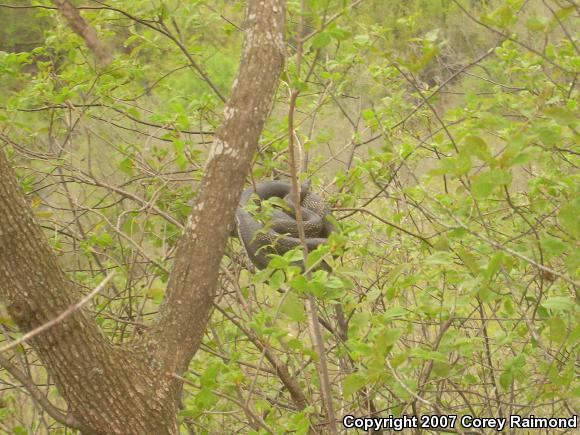 Black Ratsnake (Pantherophis obsoletus obsoletus)