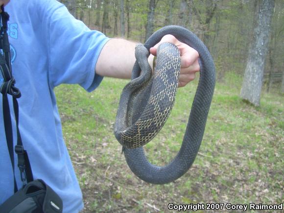 Black Ratsnake (Pantherophis obsoletus obsoletus)