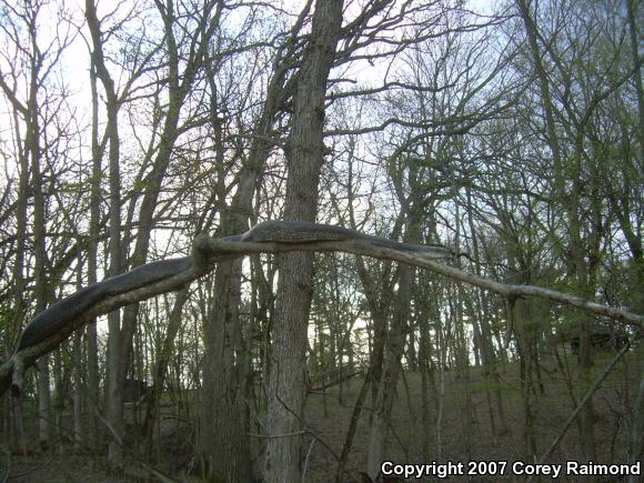 Black Ratsnake (Pantherophis obsoletus obsoletus)