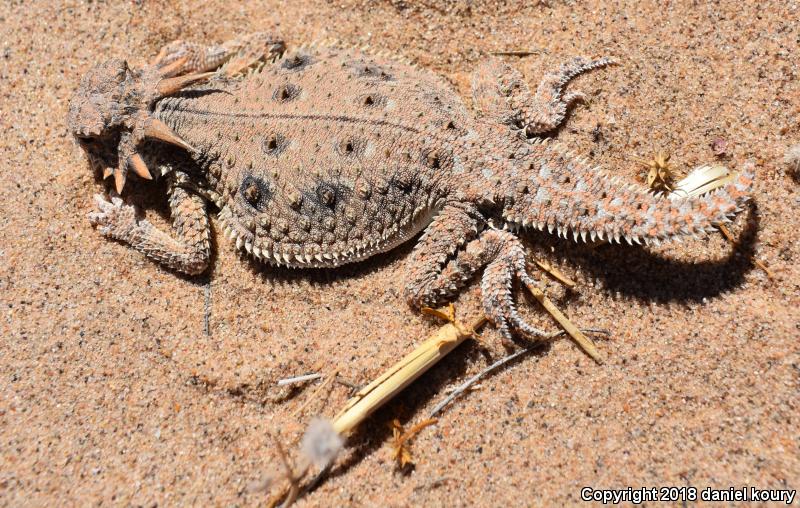 Flat-tailed Horned Lizard (Phrynosoma mcallii)