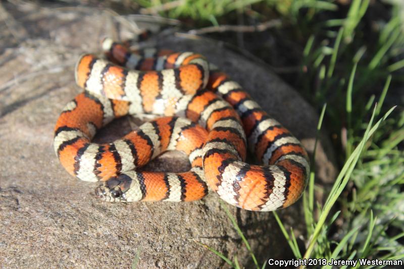 Utah Milksnake (Lampropeltis triangulum taylori)