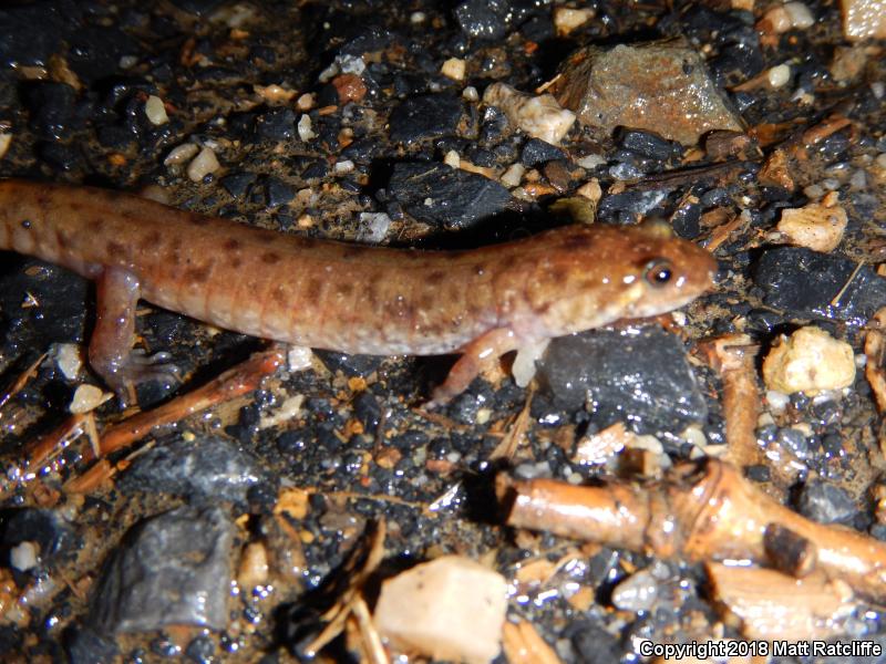 Seal Salamander (Desmognathus monticola)