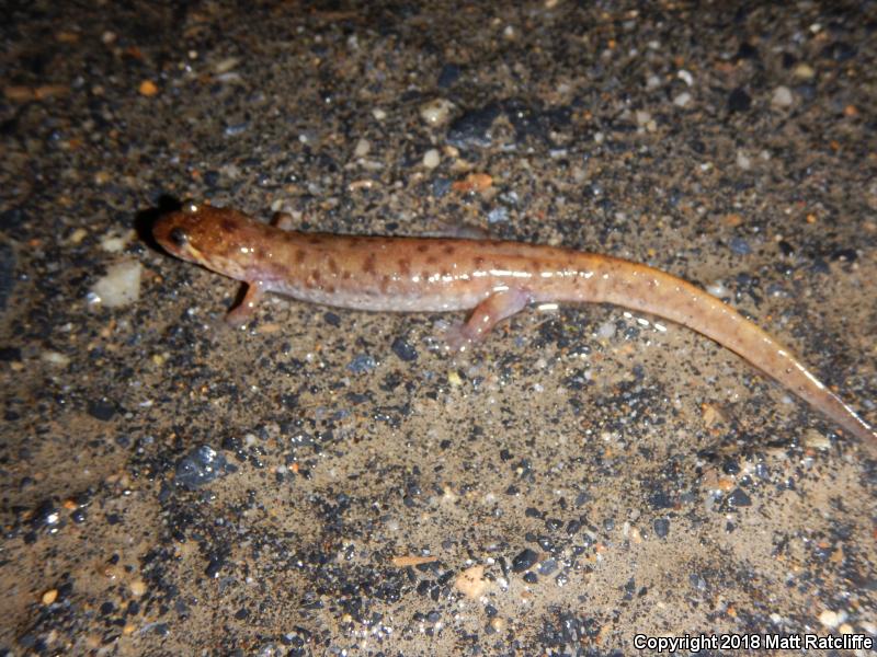 Seal Salamander (Desmognathus monticola)