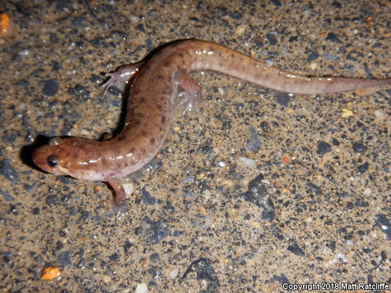 Seal Salamander (Desmognathus monticola)