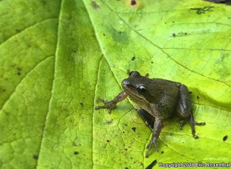 Upland Chorus Frog (Pseudacris feriarum)